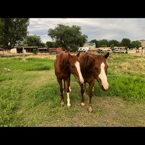 Meet your Posher, Dalles